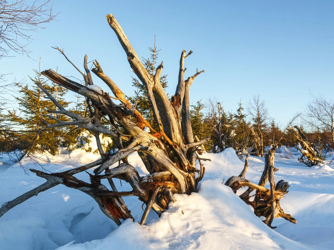 Nationalpark Schwarzwald im Winter