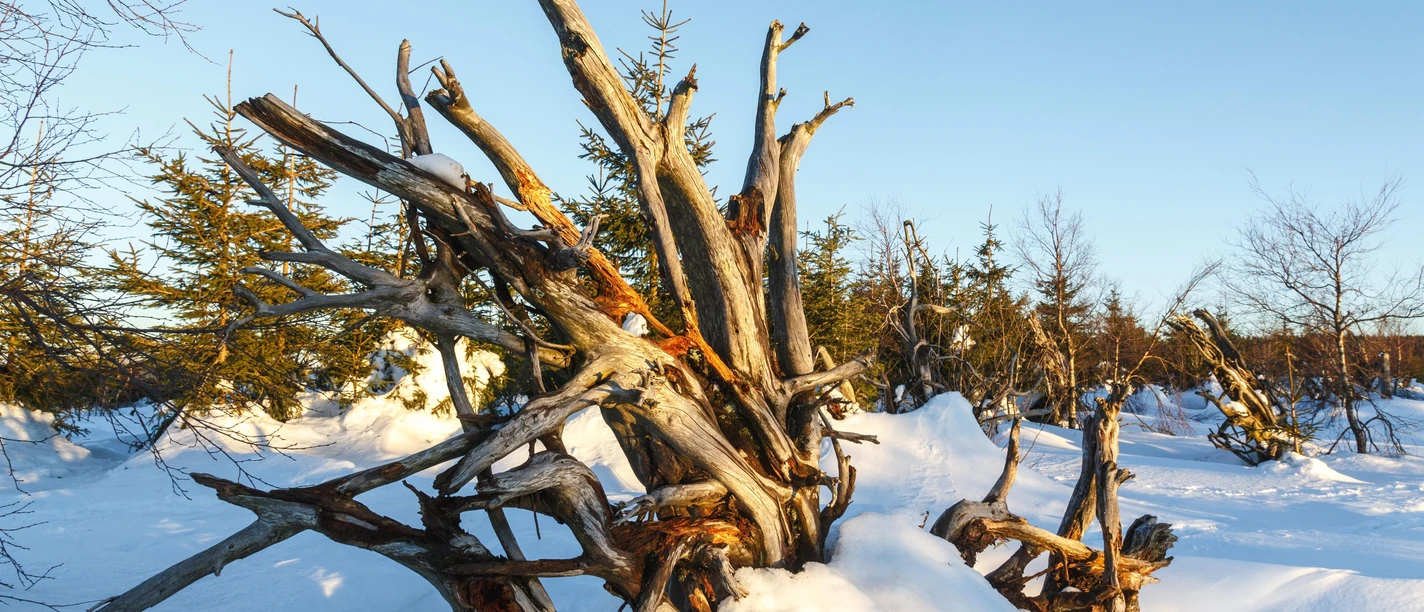 Nationalpark Schwarzwald im Winter