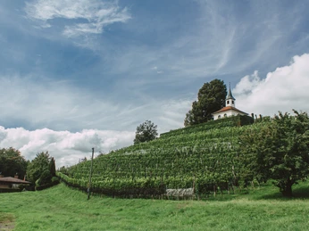 Eggisbühl Chapel Eggisbühl Kapelle mit RebbergEggisbühl chapel with vineyardChapelle d'Eggisbühl avec vignoble