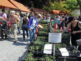 ProSpecieRara seedling market ProSpecieRara Setzlingsmarkt in WeggisProSpecieRara seedling market in WeggisMarché aux plantons ProSpecieRara à Weggis