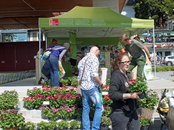 Marché aux plantons ProSpecieRara ProSpecieRara Setzlingsmarkt in WeggisProSpecieRara seedling market in WeggisMarché aux plantons ProSpecieRara à Weggis