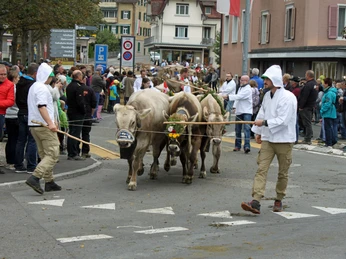 Exposition de bétail Marché d'automne Geschmückte Kühe laufen durch WeggisDecorated cows walk through WeggisDes vaches décorées traversent Weggis