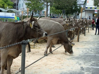 Viehausstellung Herbstmarkt Kühe an der Viehausstellung auf dem Dorfplatz.Cows at the cattle show on the village square.Des vaches à l'exposition de bétail sur la place du village.