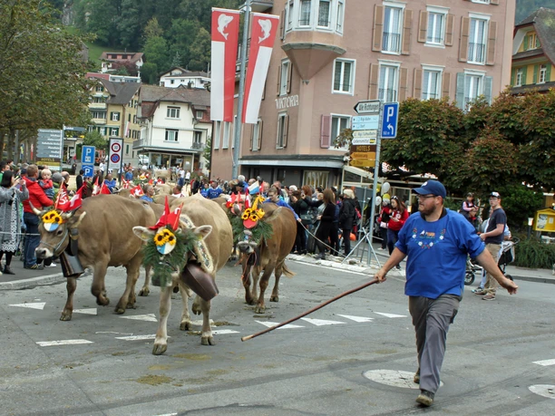 Livestock exhibition Autumn market Decorated cows walk through Weggis
