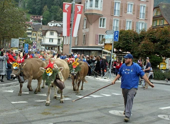 Viehausstellung Herbstmarkt Geschmückte Kühe laufen durch Weggis