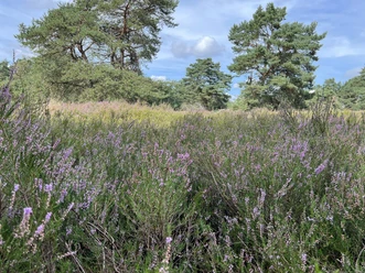 Lila Heideblüten wogen sanft im Wind, gesäumt von vereinzelt stehenden Kiefern unter blauem Himmel.