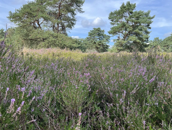 Hügelgräberheide Kirchlinteln Lila Heideblüten wogen sanft im Wind, gesäumt von vereinzelt stehenden Kiefern unter blauem Himmel.