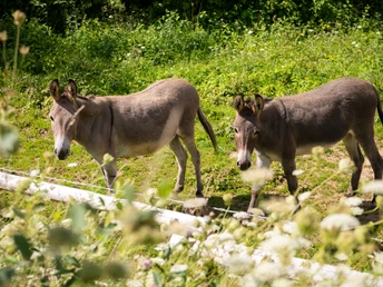 Nieheimer Tongruben - Esel als Landschaftspfleger.jpg Zwei Esel stehen in einer grünen Wiesenlandschaft, umgeben von hoher Vegetation.