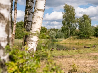 Nieheimer Tongruben - Gänse am Teich.jpg Birken im Vordergrund, ein kleiner Teich und Gänse im Hintergrund, unter einem bewölkten Himmel.