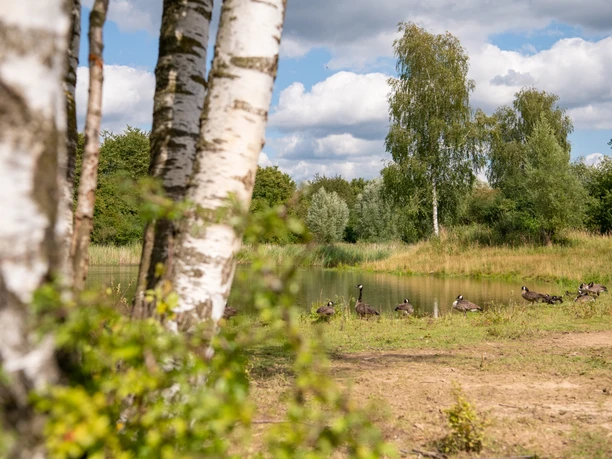 Nieheimer Tongruben - Gänse am Teich.jpg Birken im Vordergrund, ein kleiner Teich und Gänse im Hintergrund, unter einem bewölkten Himmel.