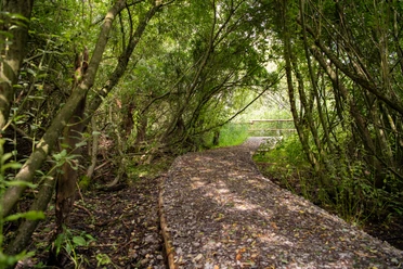 Nieheimer Tongruben - kühler Weidenpfad.jpg Ein schmaler, von Laubbäumen gesäumter Pfad schlängelt sich durch die dichte Vegetation.