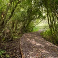 Nieheimer Tongruben - kühler Weidenpfad.jpg Ein schmaler, von Laubbäumen gesäumter Pfad schlängelt sich durch die dichte Vegetation.