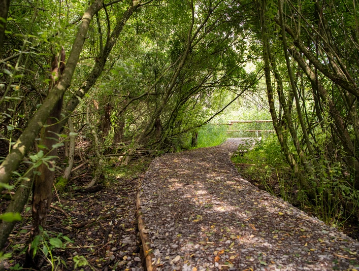 Nieheimer Tongruben - kühler Weidenpfad.jpg Ein schmaler, von Laubbäumen gesäumter Pfad schlängelt sich durch die dichte Vegetation.