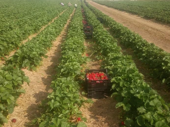 Hof Averbeck verfügt über große Erdbeerfelder Hof Averbeck verfügt über große Erdbeerfelder