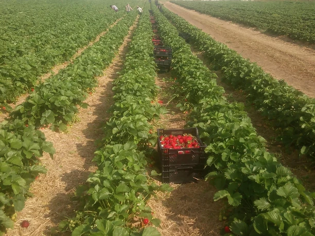 Hof Averbeck verfügt über große Erdbeerfelder Hof Averbeck verfügt über große Erdbeerfelder