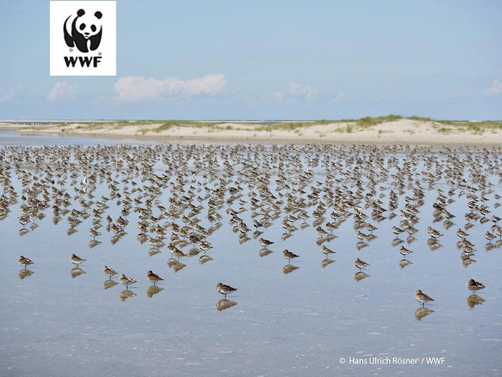 Vogelkundige Wattwanderung.png