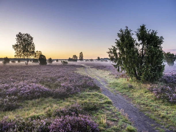 Wandern im Sonnenaufgang im Wacholderwald Schmarbeck