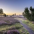 Sonnenaufgang im Wacholderwald Wandern im Sonnenaufgang im Wacholderwald Schmarbeck