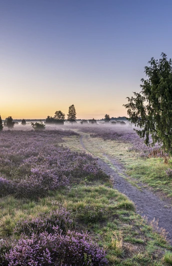 Sonnenaufgang im Wacholderwald Wandern im Sonnenaufgang im Wacholderwald Schmarbeck