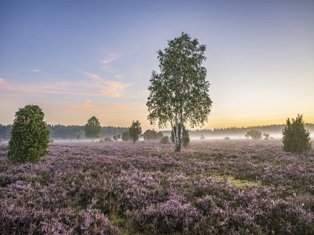 Wandern im Frühnebel durch die blühende Heide