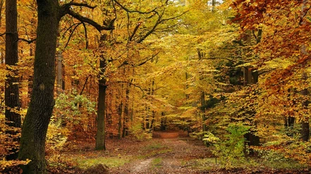 Bøgeskov - krediter Kazkar fra Pixabay - GDK 1024x576