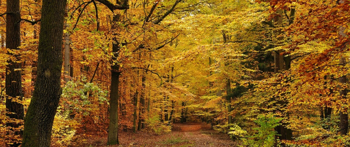 Bøgeskov - krediter Kazkar fra Pixabay - GDK 1024x576