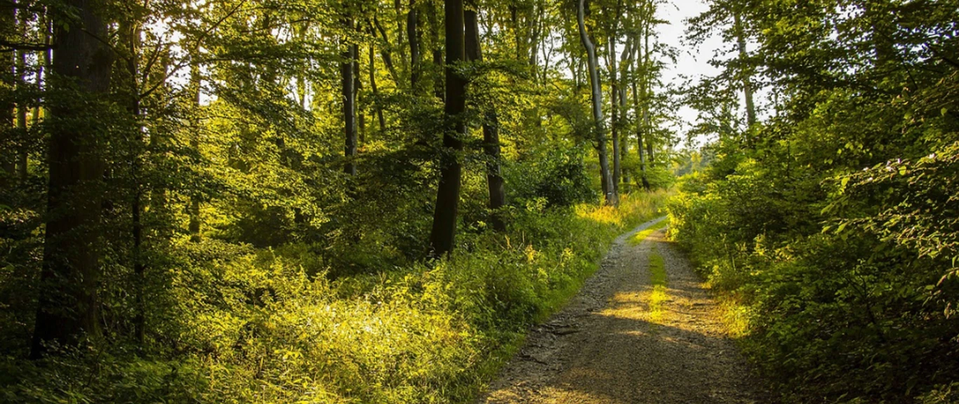 Skovvej - krediter Vladimir Malovec - GDK 1024x576