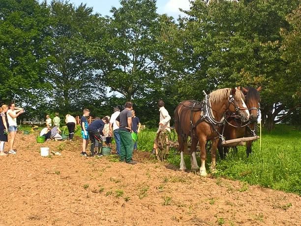 Tannenhof Kartoffelroden