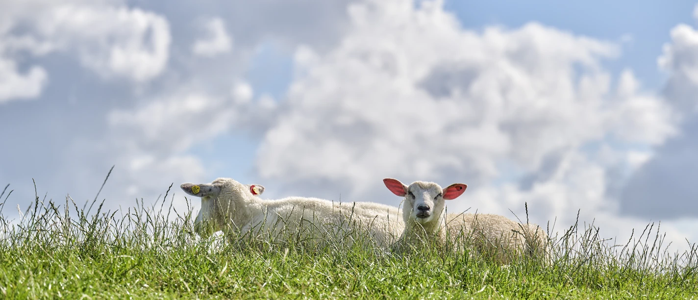 Schafe_Deich_FlorianTrykowski