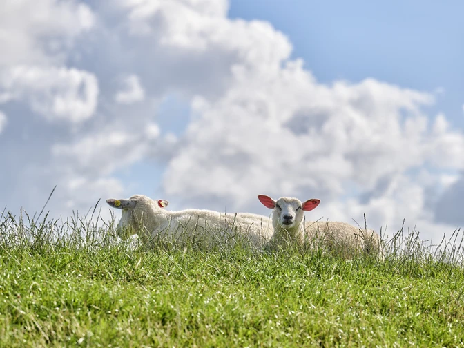 Schafe_Deich_FlorianTrykowski