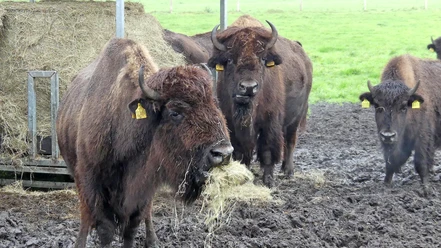 Hungriges Bison bei Zeven Hungriges Bison bei Zeven