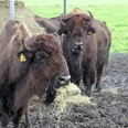 Hungriges Bison bei Zeven Hungriges Bison bei Zeven
