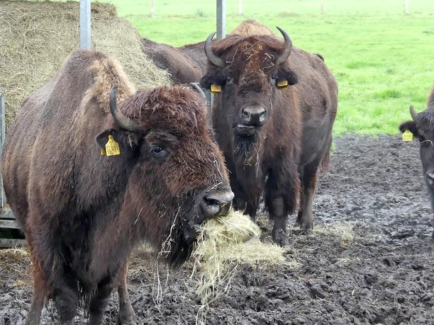 Hungriges Bison bei Zeven Hungriges Bison bei Zeven