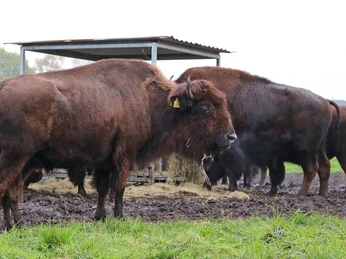 Bison auf einem Hof in Boitzen Bison auf einem Hof in Boitzen