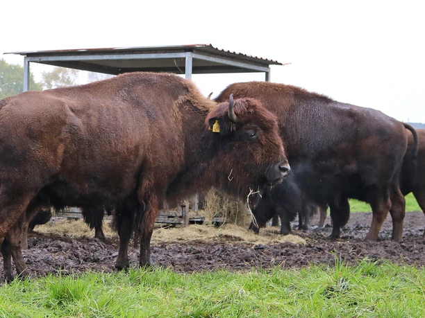 Bison auf einem Hof in Boitzen Bison auf einem Hof in Boitzen