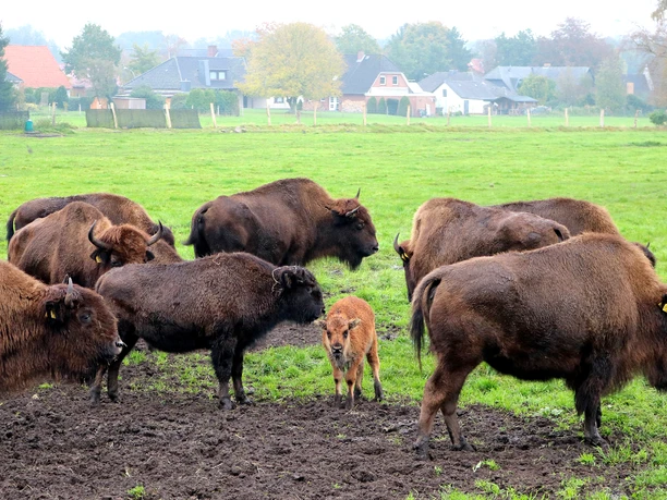 Bisonherde mit Kalb in Boitzen Bisonherde mit Kalb in Boitzen