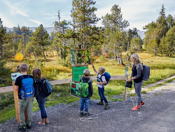 Moorfrüchte_Sommer_Grosser Moorrundweg