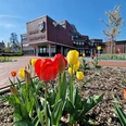 Gemeinde_Rhauderfehn_Außenansicht Gelb und rote Tulpen in einem Blumenbeet mit Blick auf das Klinkergebäude des Rathauses bei sonnigem Himmel.