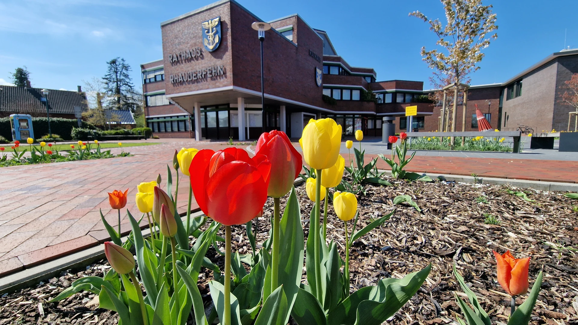 Gelb und rote Tulpen in einem Blumenbeet mit Blick auf das Klinkergebäude des Rathauses bei sonnigem Himmel.