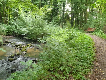 Ein ruhiger Waldpfad entlang eines plätschernden Bachs mit üppigem Grün und einer Holzbank.