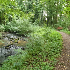 Dreibaechepfad_Bach_Bank.jpg Ein ruhiger Waldpfad entlang eines plätschernden Bachs mit üppigem Grün und einer Holzbank.