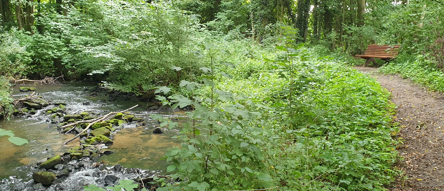 Dreibaechepfad_Bach_Bank.jpg Ein ruhiger Waldpfad entlang eines plätschernden Bachs mit üppigem Grün und einer Holzbank.
