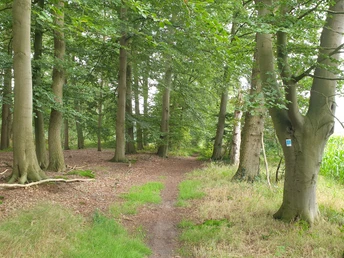 Ein schmaler Waldpfad schlängelt sich durch einen hellgrünen und dichten Laubwald.