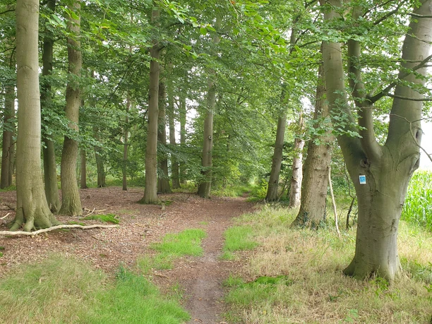 Dreibaechepfad_Wald_2.jpg Ein schmaler Waldpfad schlängelt sich durch einen hellgrünen und dichten Laubwald.