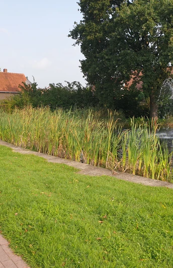 20230830_103015.jpg Ein kleiner Teich mit Brunnen in einem Park, umgeben von Gras, Bänken und hohen Schilfpflanzen.