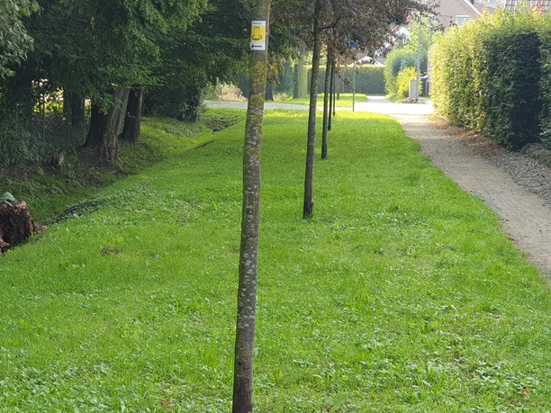 20230830_103920.jpg Ein schmaler, grüner Weg gesäumt von jungen Bäumen führt an einem Graben entlang in eine ruhige Wohngegend.