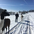 Luisenhof-Lamas - Winter wonderland.JPG