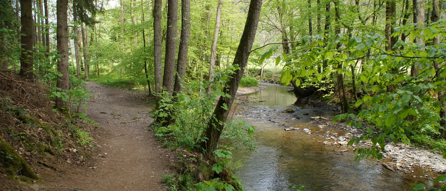 Eifgenbachweg <p>Ein schmaler Waldweg verläuft parallel zu einem plätschernden Bach, umgeben von dichtem Grün.</p>