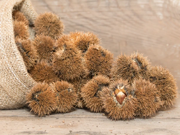 Chestnuts bag that spills chestnuts on rustic wood