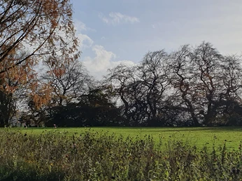 Zuwegung vorbei an den Süntelbuchen